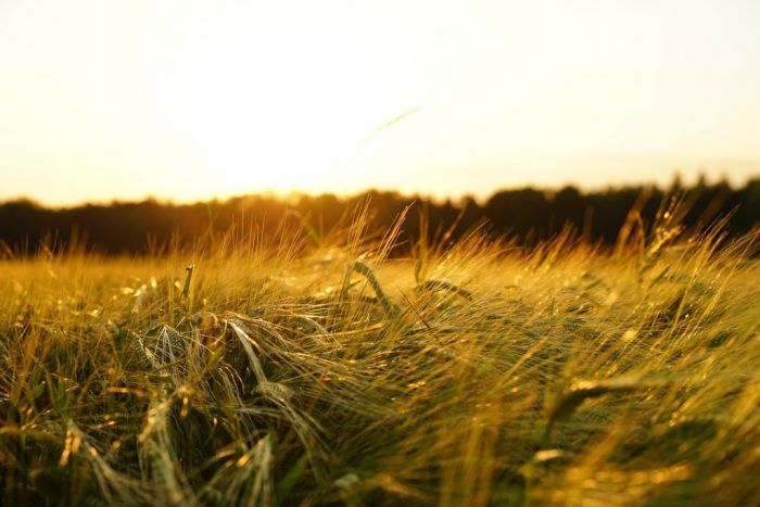 Landwirte bringen digitalen Fortschritt